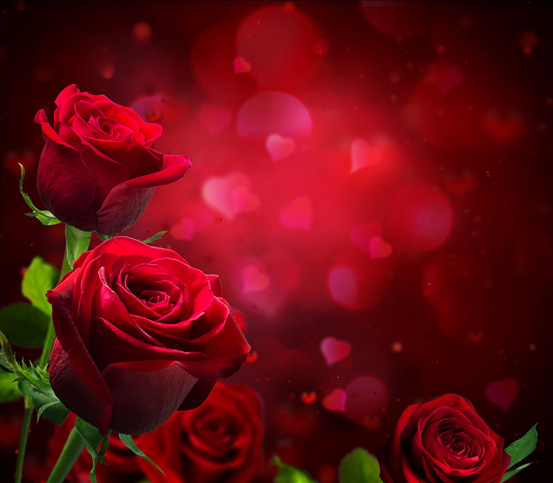 Ταπετσαρία χώρου με Roses of love